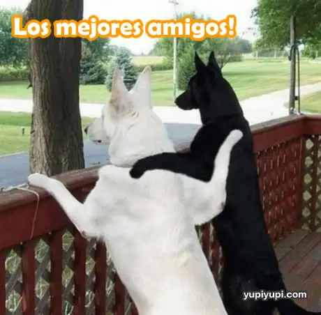 Amigos...