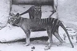 Animales Extintos Por el Hombre