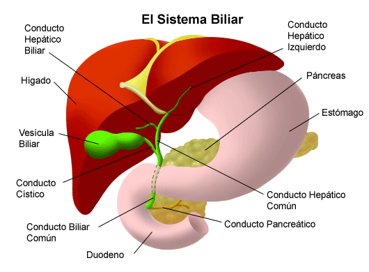 13 consejos para desintoxicar nuestro cuerpo cuidando el Hí