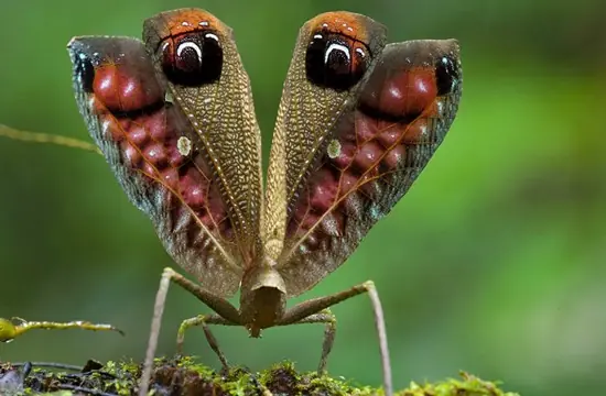 Especies de animales raras