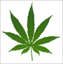 El efecto de la marihuana