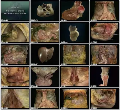 clases videos de anatomia humana 2010