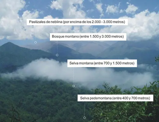 Las yungas d salta, posible caos por los desmontes (1 parte)