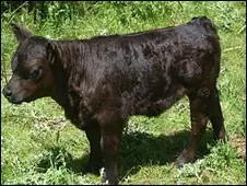 Crían vacas en miniatura