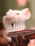 Humor: muere de risa + de 150 imagenes
