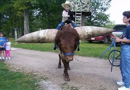 El toro con cuernos más grandes del mundo