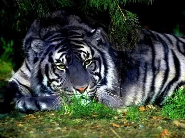 Top 6 Felinos Raros (increíbles animales)
