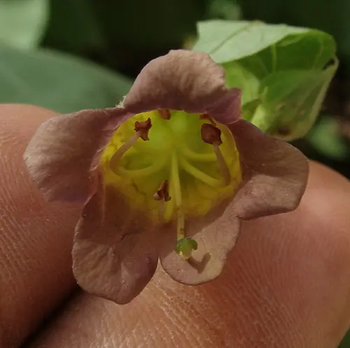 Las 5 plantas mas venenosas del mundo