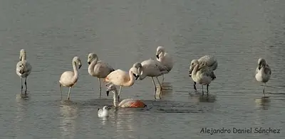 Están arrasando la Reserva Natural del puerto de MdP