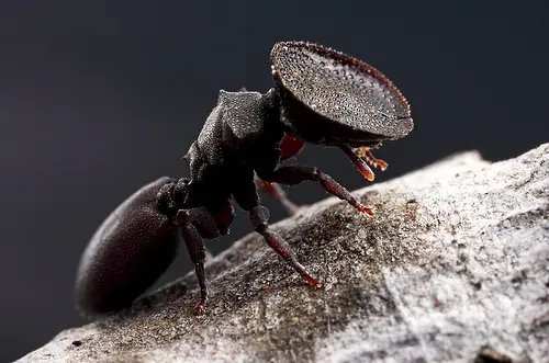 Las curiosas hormigas que usan la cabeza como puerta!!