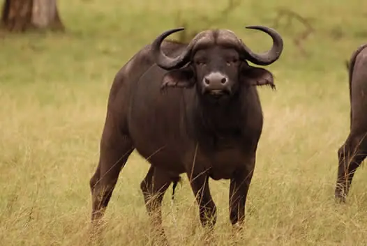 Unicornios en la Biblia