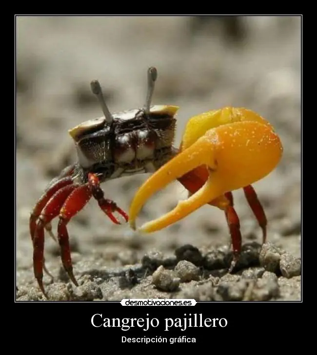 humor