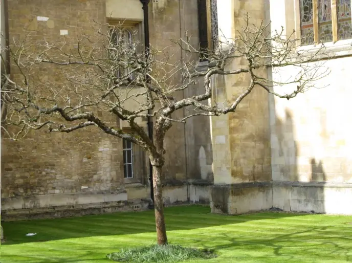 El árbol de Newton se tambalea