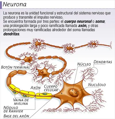 Relacion Mielina-THC