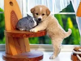 Los Perritos Se Tienen K Cuidar