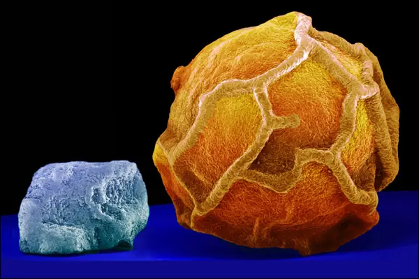 las mejores imagenes de la ciencia + yapa