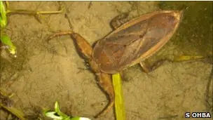 La chinche que se comió a una tortuga