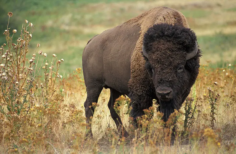 Buffalo buffalo Buffalo buffalo buffalo buffalo Buffalo...