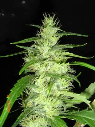 Como diferenciar la marihuana hembra o macho