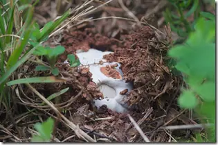 Hongos utilizados como fertilizante ecologico