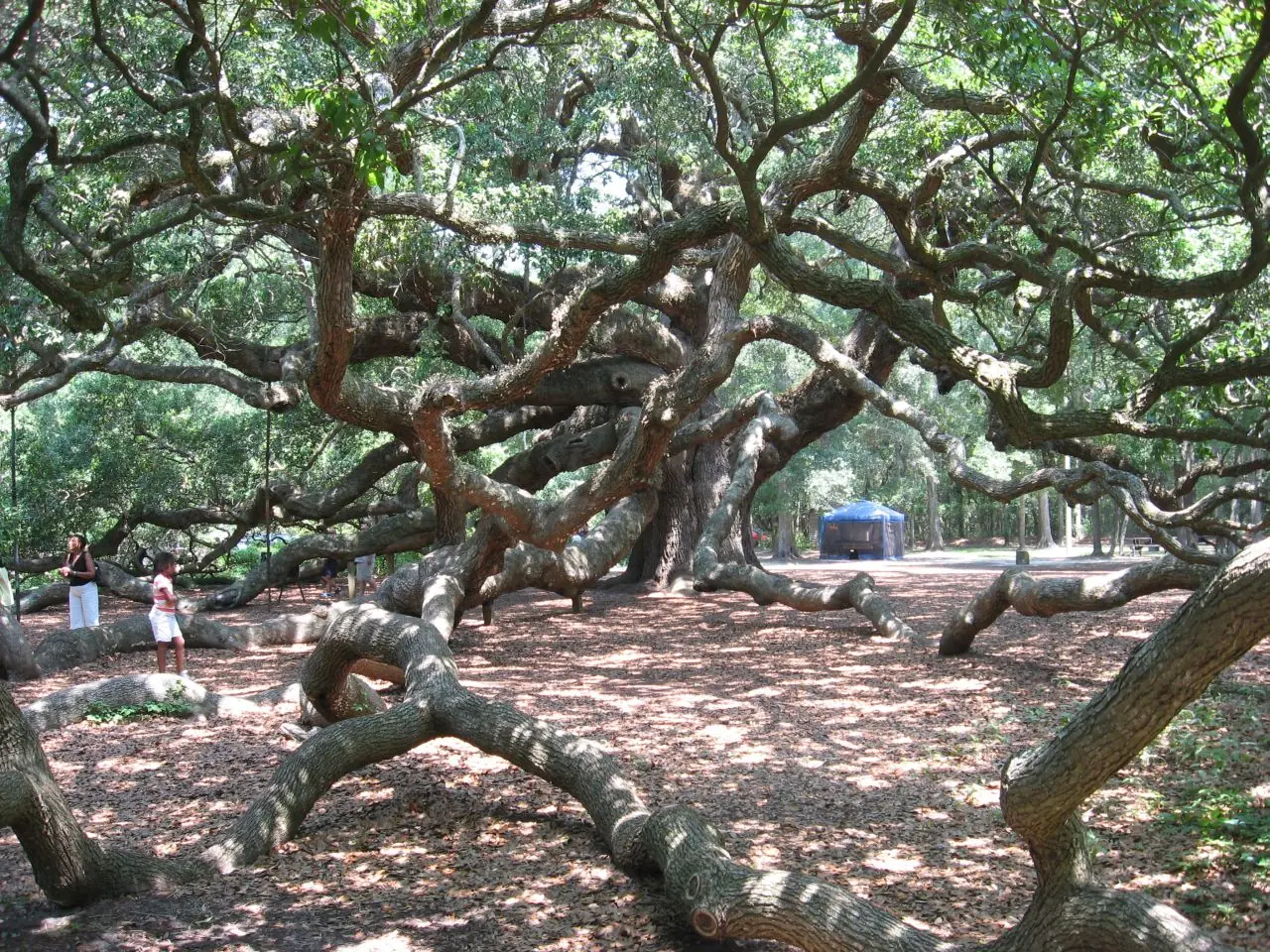 un ser de 1500 años