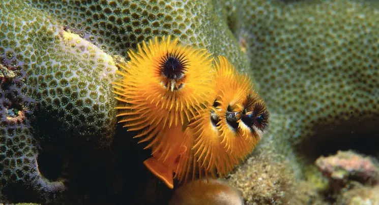 Arrecifes de coral podrían desintegrarse antes de 2100