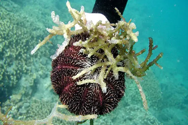 Erizos de mar para salvar los arrecifes de coral