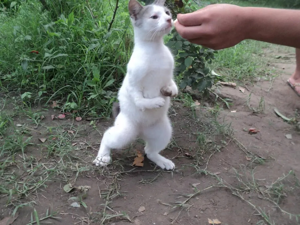 He resuelto el misterio del Gato-Conejo