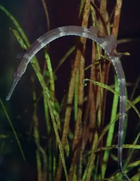 calamar gigante