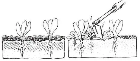 huerta