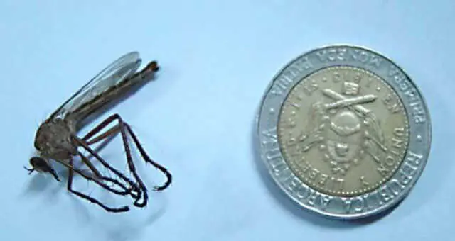 Un mosquito del tamaño de una moneda de $ 1