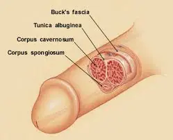 Viagra, mas seguro de lo que se cree (propio)