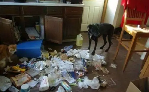 Dejaste A Tu Mascota En Casa? Pensalo Dos Veces!
