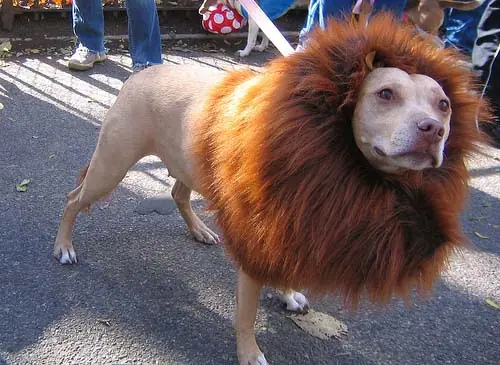 perros