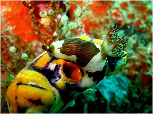 Coloridas criaturas marinas llamadas Nudibranquios...