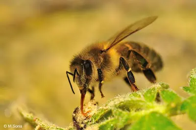 La lengua más grande de su especie