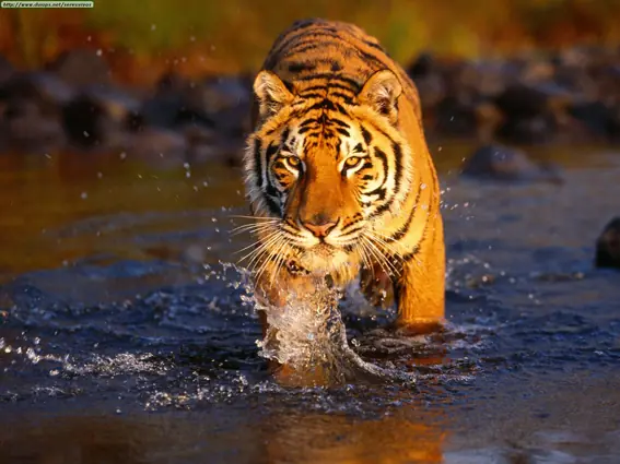 10 especies en peligro de extinción segun WWF