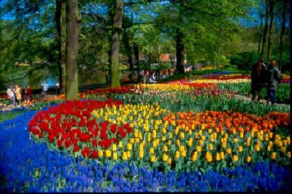 Hectáreas de tulipanes en Holanda