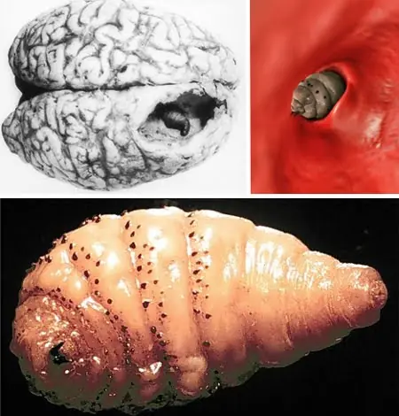 Dermatobia hominis
