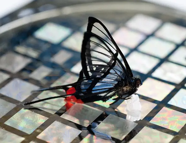 Científicos crean piel robótica super-sensible al tacto