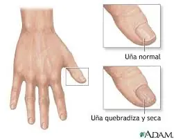 ¿Por que nos crecen las uñas?