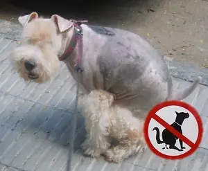 Entrenar a un perro a hacer del baño (solucion de problema)