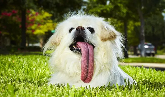 World record guinnes 2011 - lo mejor !