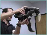 Felinos desconocidos de África.