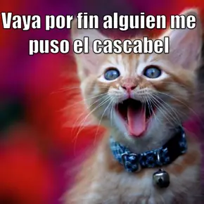 Lol Cats