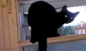 Un gato ladra en YouTube y maúlla en cuanto lo descubren