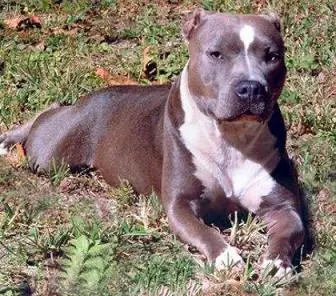 Razas de Perros! Entra y informate