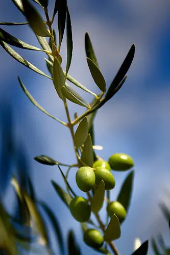 Vacunas a medida para alergicos al olivo