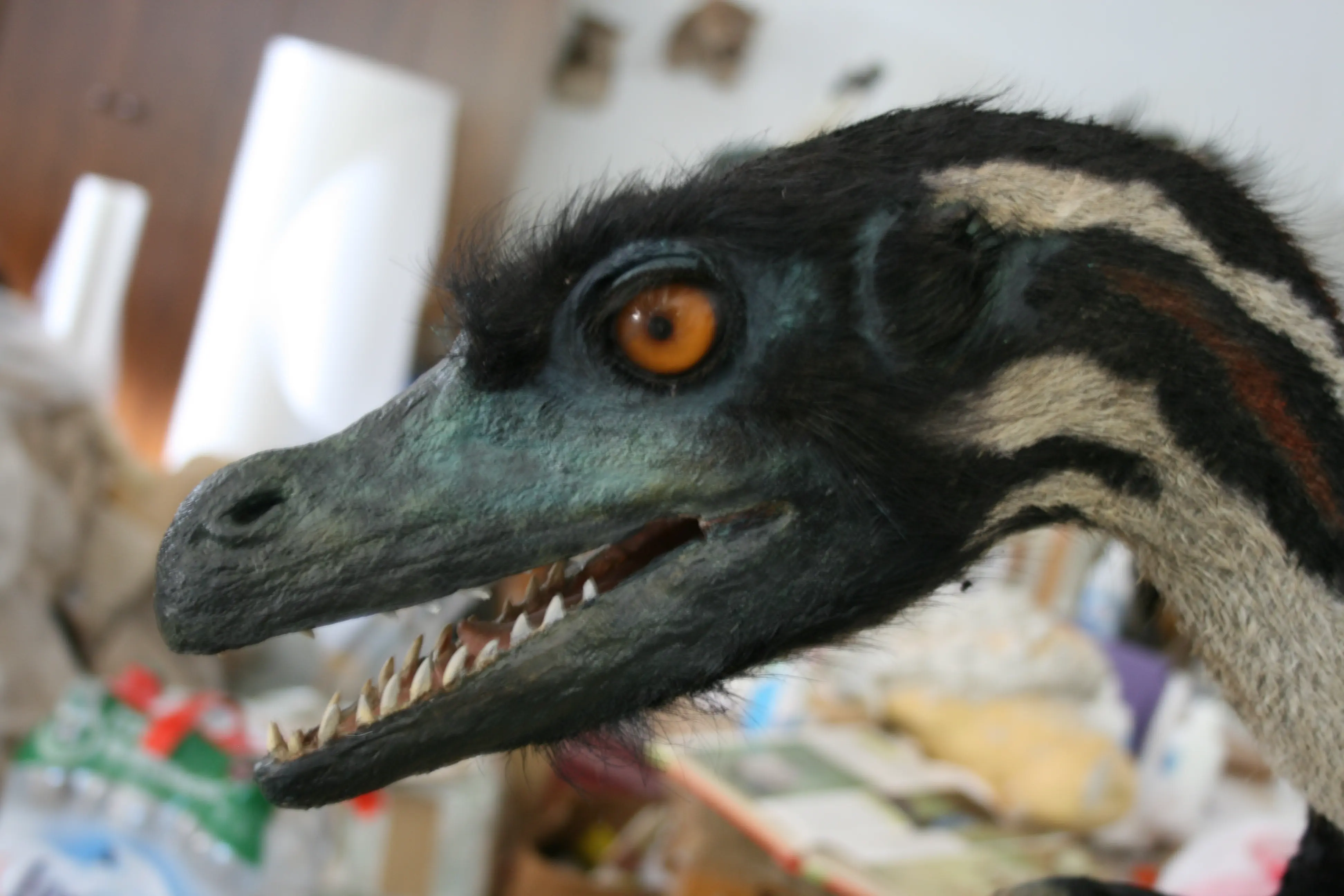 Velociraptor