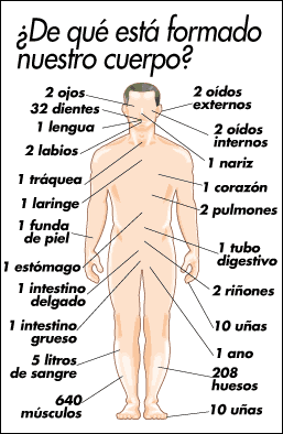 el cuerpo humano